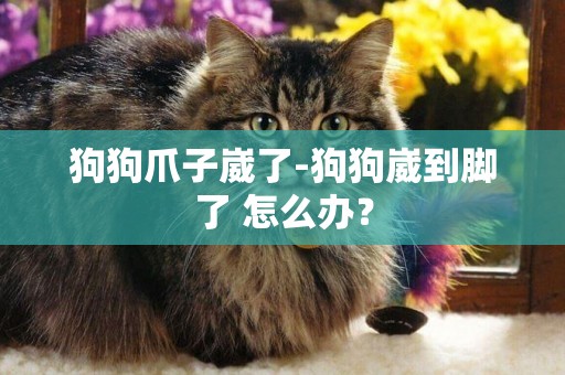 狗狗爪子崴了-狗狗崴到腳了 怎么辦？