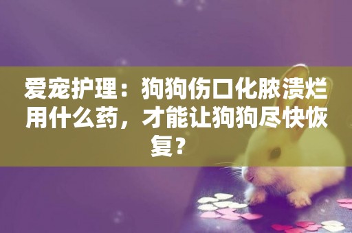 愛寵護理：狗狗傷口化膿潰爛用什么藥，才能讓狗狗盡快恢復？ 