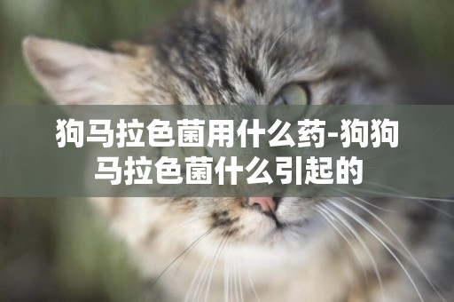 狗馬拉色菌用什么藥-狗狗馬拉色菌什么引起的