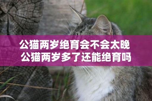 公貓兩歲絕育會不會太晚 公貓兩歲多了還能絕育嗎