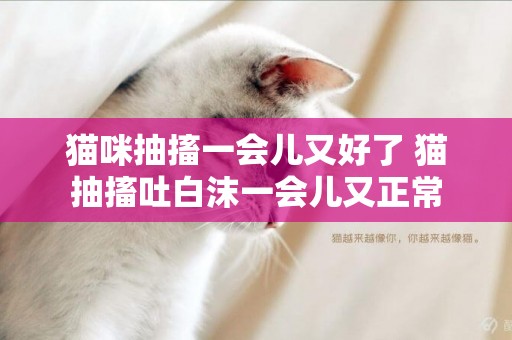 貓咪抽搐一會兒又好了 貓抽搐吐白沫一會兒又正常