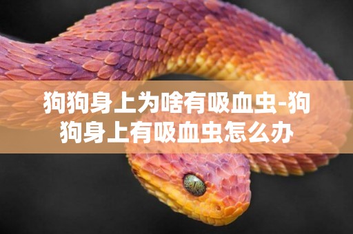 狗狗身上為啥有吸血蟲-狗狗身上有吸血蟲怎么辦