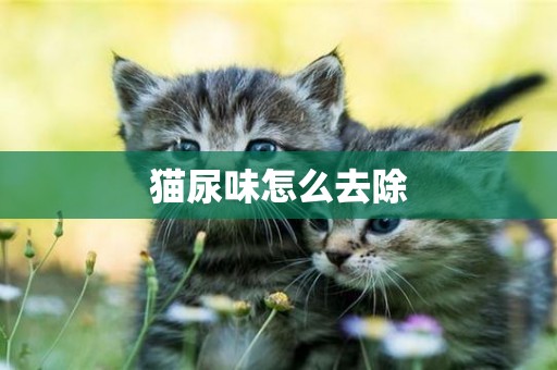 貓尿味怎么去除