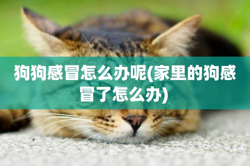 狗狗感冒怎么辦呢(家里的狗感冒了怎么辦) 