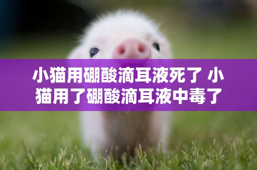 小貓用硼酸滴耳液死了 小貓用了硼酸滴耳液中毒了