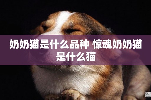 奶奶貓是什么品種 驚魂奶奶貓是什么貓