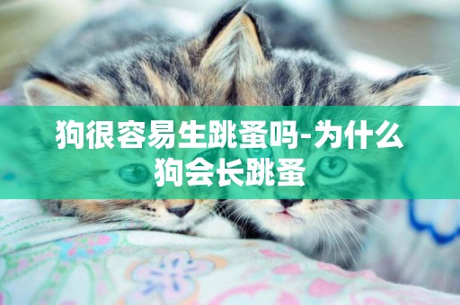 狗很容易生跳蚤嗎-為什么狗會長跳蚤