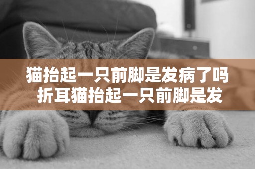貓抬起一只前腳是發病了嗎 折耳貓抬起一只前腳是發病了嗎