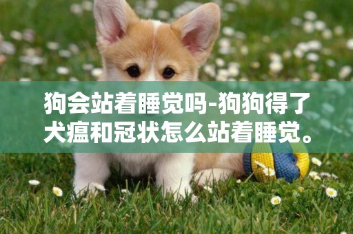 狗會站著睡覺嗎-狗狗得了犬瘟和冠狀怎么站著睡覺。