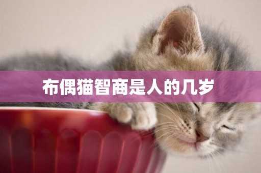 布偶貓智商是人的幾歲 