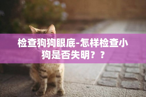 檢查狗狗眼底-怎樣檢查小狗是否失明？？