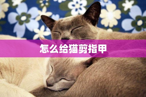 怎么給貓剪指甲