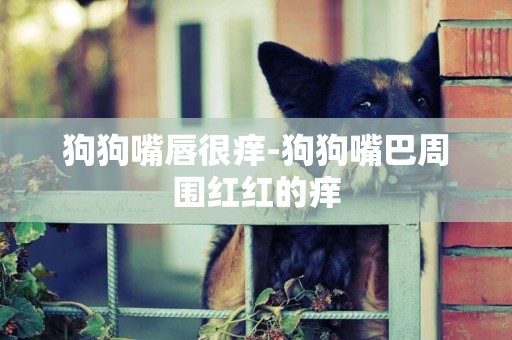 狗狗嘴唇很癢-狗狗嘴巴周圍紅紅的癢