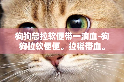 狗狗總拉軟便帶一滴血-狗狗拉軟便便。拉稀帶血。