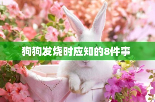狗狗發燒時應知的8件事 