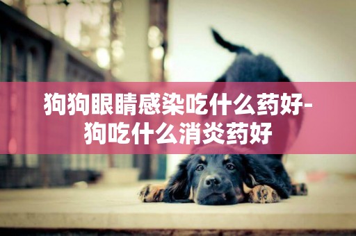 狗狗眼睛感染吃什么藥好-狗吃什么消炎藥好