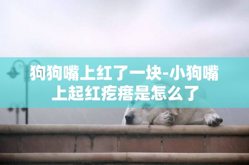 狗狗嘴上紅了一塊-小狗嘴上起紅疙瘩是怎么了