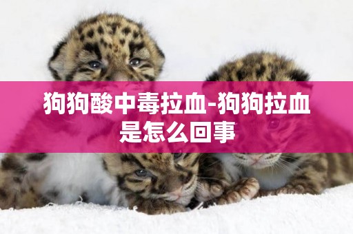 狗狗酸中毒拉血-狗狗拉血是怎么回事