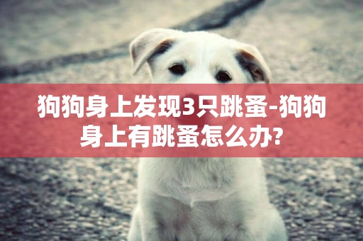 狗狗身上發現3只跳蚤-狗狗身上有跳蚤怎么辦?