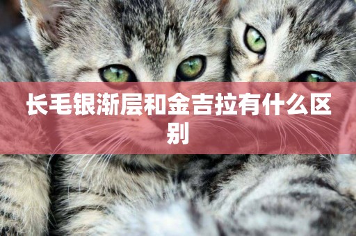長毛銀漸層和金吉拉有什么區別