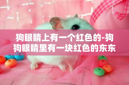 狗眼睛上有一個紅色的-狗狗眼睛里有一塊紅色的東東