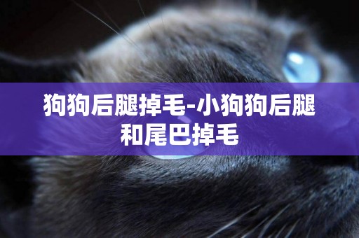 狗狗后腿掉毛-小狗狗后腿和尾巴掉毛