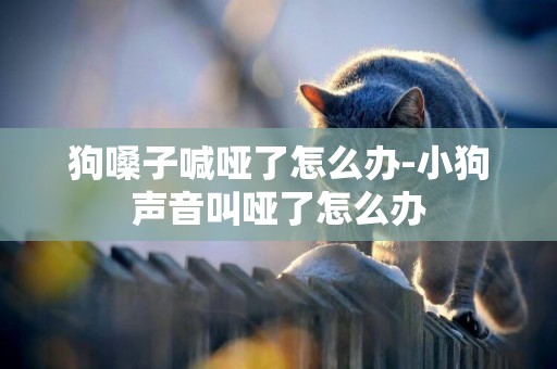 狗嗓子喊啞了怎么辦-小狗聲音叫啞了怎么辦