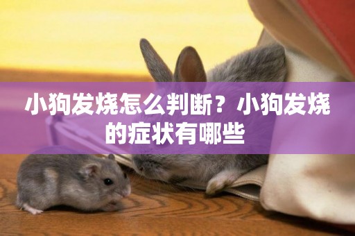 小狗發燒怎么判斷？小狗發燒的癥狀有哪些 