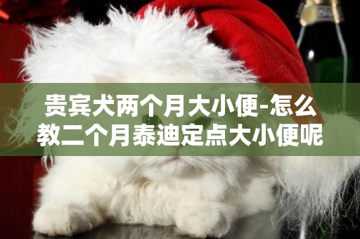 貴賓犬兩個月大小便-怎么教二個月泰迪定點大小便呢。