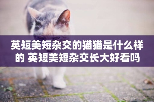 英短美短雜交的貓貓是什么樣的 英短美短雜交長大好看嗎