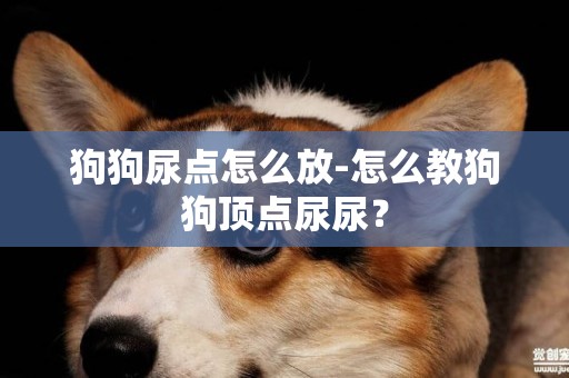 狗狗尿點怎么放-怎么教狗狗頂點尿尿？