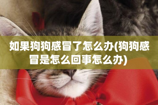 如果狗狗感冒了怎么辦(狗狗感冒是怎么回事怎么辦) 