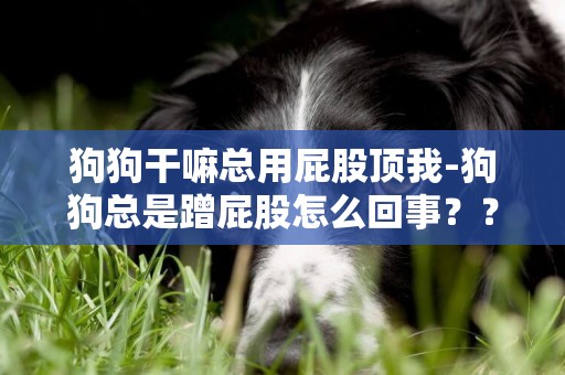 狗狗干嘛總用屁股頂我-狗狗總是蹭屁股怎么回事？？