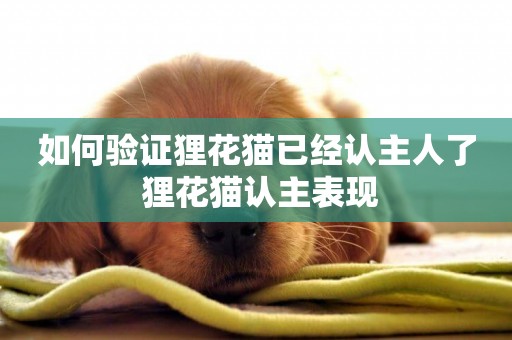 如何驗證貍花貓已經認主人了 貍花貓認主表現