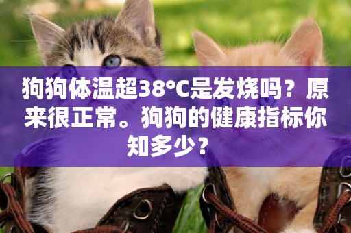 狗狗體溫超38℃是發燒嗎？原來很正常。狗狗的健康指標你知多少？ 