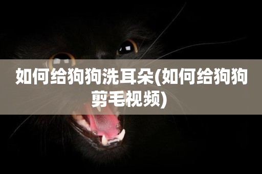 如何給狗狗洗耳朵(如何給狗狗剪毛視頻) 