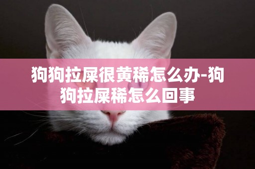 狗狗拉屎很黃稀怎么辦-狗狗拉屎稀怎么回事