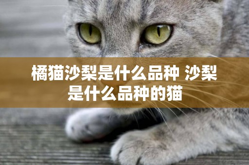 橘貓沙梨是什么品種 沙梨是什么品種的貓