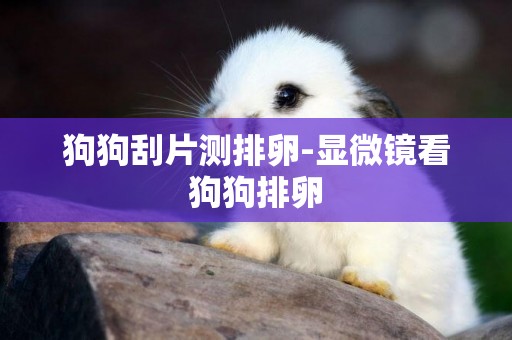 狗狗刮片測排卵-顯微鏡看狗狗排卵