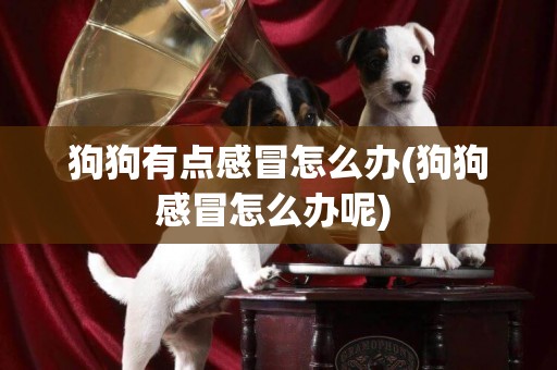 狗狗有點感冒怎么辦(狗狗感冒怎么辦呢) 