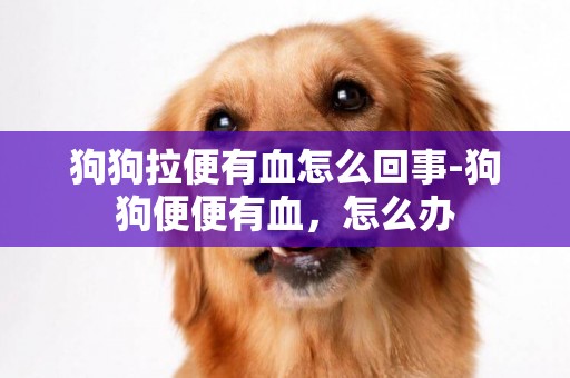 狗狗拉便有血怎么回事-狗狗便便有血，怎么辦