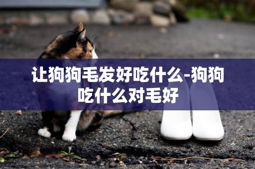 讓狗狗毛發好吃什么-狗狗吃什么對毛好