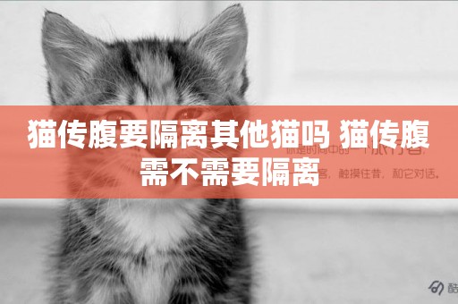 貓傳腹要隔離其他貓嗎 貓傳腹需不需要隔離