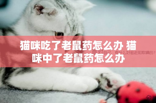 貓咪吃了老鼠藥怎么辦 貓咪中了老鼠藥怎么辦