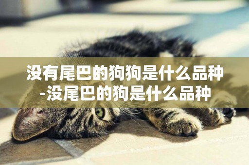 沒有尾巴的狗狗是什么品種-沒尾巴的狗是什么品種