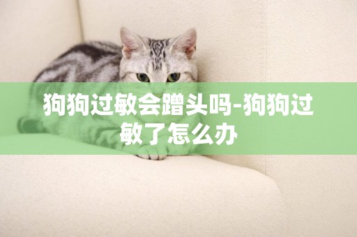狗狗過敏會蹭頭嗎-狗狗過敏了怎么辦