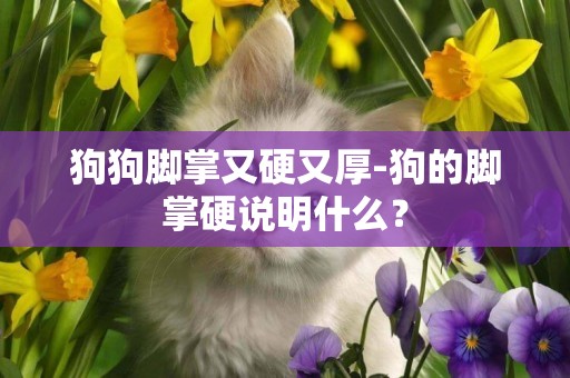 狗狗腳掌又硬又厚-狗的腳掌硬說明什么？