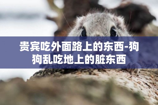 貴賓吃外面路上的東西-狗狗亂吃地上的臟東西