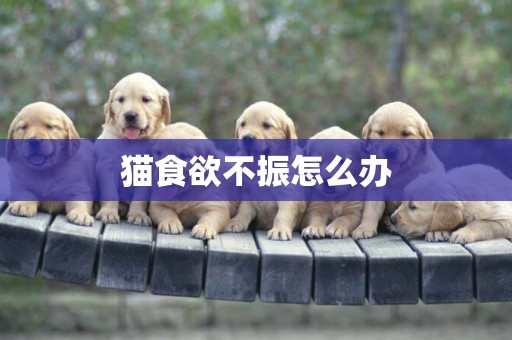 貓食欲不振怎么辦