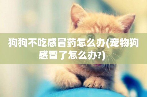 狗狗不吃感冒藥怎么辦(寵物狗感冒了怎么辦?) 